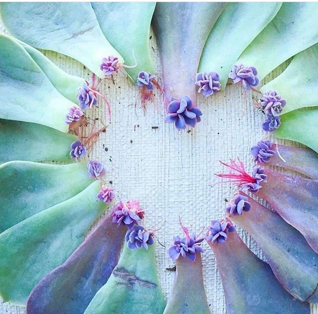 Succulent leaves arranged in a heart shape with purple accents.